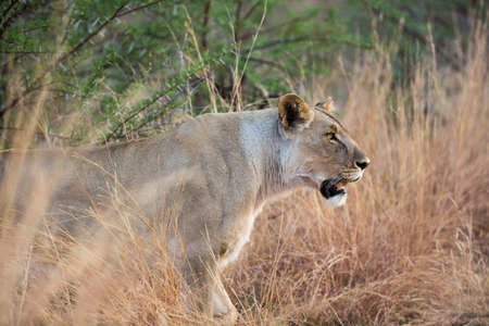 Lone female Lion (Panthera leo) on the prowl at Pilanesberg National Park South Africaの写真素材