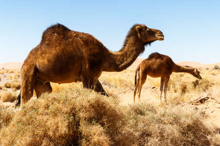 Camel in the Morocco desertの写真素材
