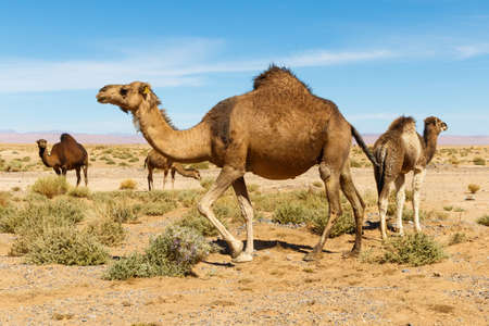Camel in the Morocco desertの写真素材