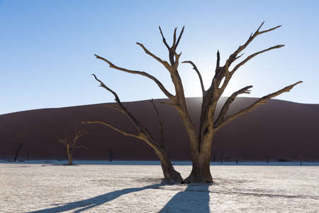 The Sossusvlei pan in Namib Naukluft National Park, Namibia and a dead acacia tree in front of the dune calles Big Daddyの写真素材