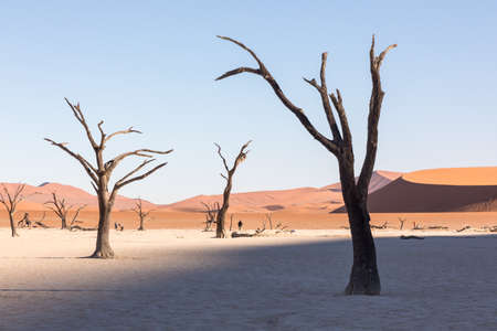 The Sossusvlei pan in Namib Naukluft National Park, Namibia and a dead acacia tree in front of the dune calles Big Daddyの写真素材