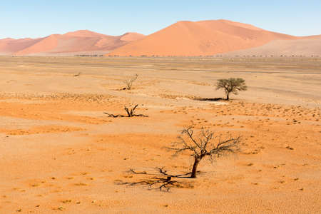 African landscape, beautiful red sand dunes called Dune 47 in the Namib Naukluft national park, Sossusvlei, Namibiaの写真素材