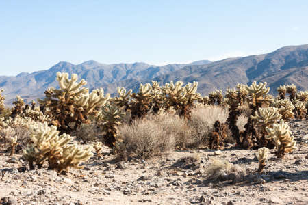 Landscape with small Joshua Trees in the Joshua Tree National Park, California, USAの写真素材
