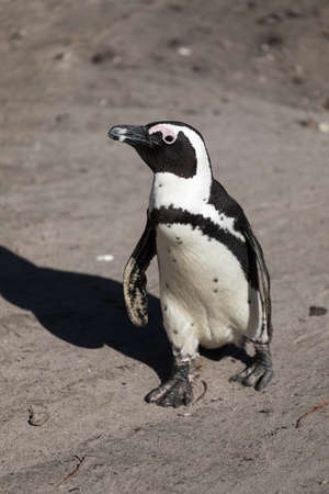 portrait of African penguin, Spheniscus demersus, in Betty's Bay, South Africaの写真素材