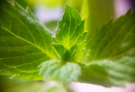 macro photo of mintの写真素材