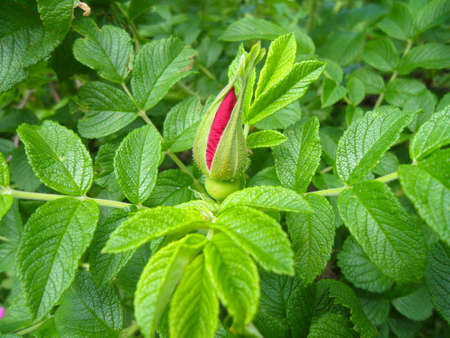 Rose hip bud with green leavesの写真素材