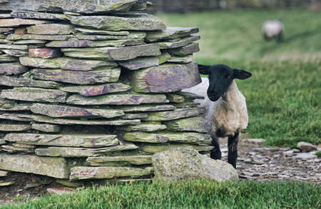Black sheep behind the wall, Cornwall, Englandの写真素材