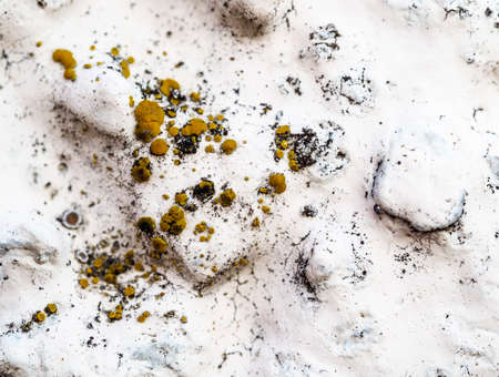 Lichen on a white wall, textured background.の写真素材