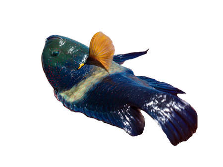 Broomtail wrasse (Cheilinus lunulatus) at the Red Sea, coral reefの写真素材