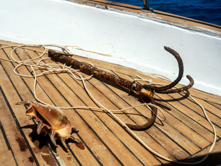 A giant clam shell lies on a wooden deck in the Red Sea in Egypt. High quality photo