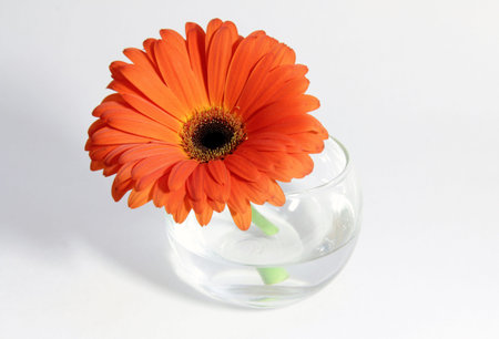 orange flower with many petals in a clear cup of waterの写真素材