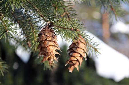 spruce cones in the New Year s Day Winterの写真素材