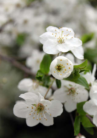 springtime buds of flowering white delicate flowersの写真素材