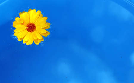 yellow on blueの写真素材