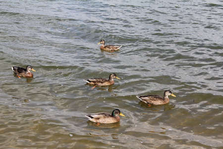 flock of ducks swimming in the lake bobbing on the wavesの写真素材