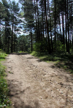 sandy road in a pine forest in summerの写真素材