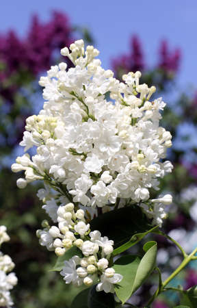 bright white lilac bush in a lavender gardenの写真素材