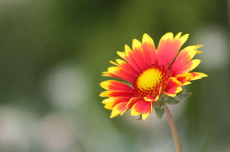 wildflowers are very fond of basking in the sunの写真素材