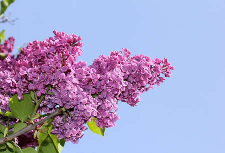 Lilac in the sunの写真素材