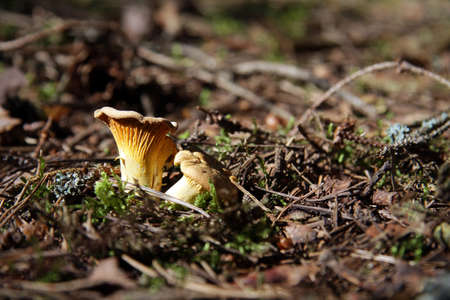 tasty chanterelles grow in the woods in summer and autumnの写真素材