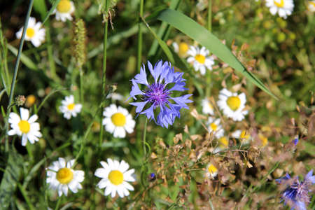 healing chamomile flowers and cornflower in the forestの写真素材