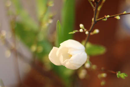 floral arrangement of tulips and soft lightの写真素材