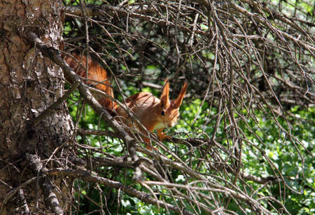 red fluffy squirrel in the thick branches looks aroundの写真素材