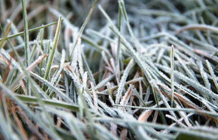 beautiful cold frost on the grass backgroundの写真素材