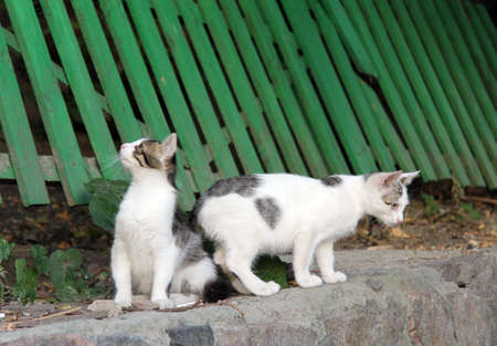 Cats walking along a green fence on the streetの写真素材