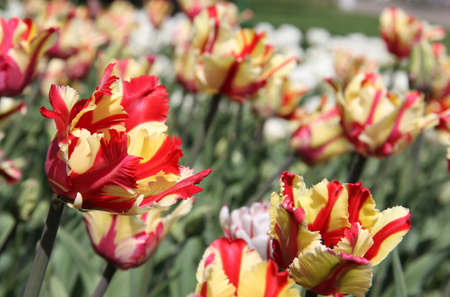 Spring is the season of beautiful tulips bloomの写真素材