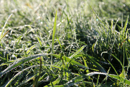 grass-washed with dew on a sunny morningの写真素材