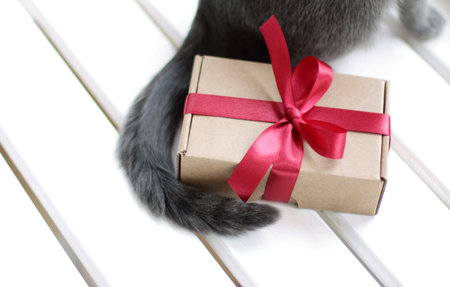 gift in a gentle environment fluffy tail cat