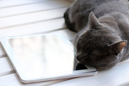 cat resting his head on the pillow of the tablet