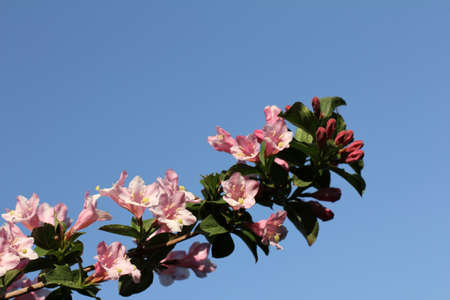 branch of a blossoming fruit tree in springの写真素材