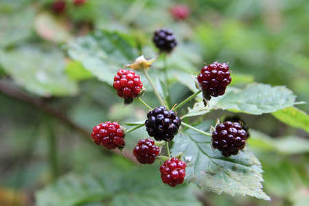 Ripe berries growing in a forestの写真素材