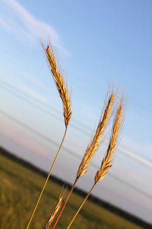 several ripe heads of grain cereal in summerの写真素材