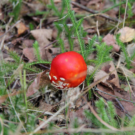 Red dangerous poisonous amanita Mushroom forestの写真素材