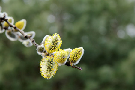lush blooming delicate flowers branch of a willow in the springの写真素材