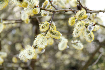 many flowers fluffy willow in the springの写真素材