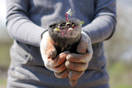 environmentalist holds a valuable green sprouts landingの写真素材