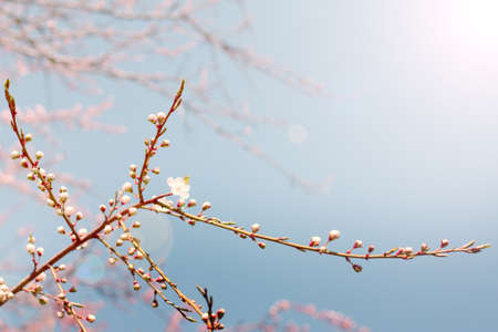 unusual light envelops on blossoming flower buds of treesの写真素材