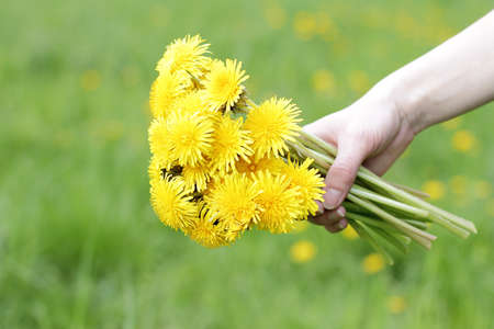 festive bouquet of fresh lush dandelions for momの写真素材
