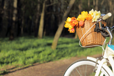 Bicycle wicker basket with a bouquet of colorful tulips
