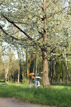 bicycle stands under a flowering tree in a parkの写真素材