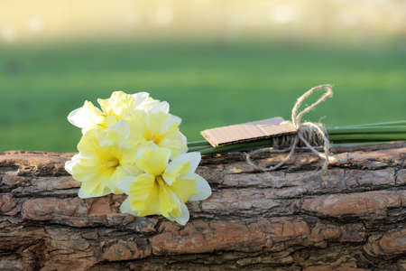 small bouquet of daffodils on a horizontal tree trunkの写真素材
