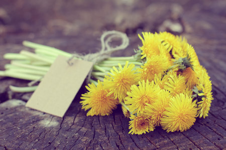 Retro bouquet of yellow dandelions lying on an old tree