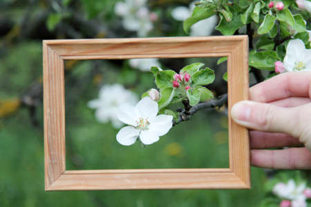 flowering apple tree in spring in a wooden frame / rich harvest in the autumn will beの写真素材