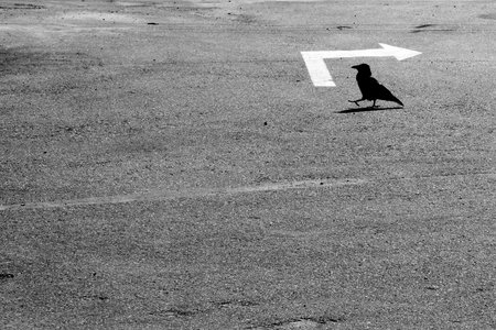 black bird is walking by an asphalted area with a white pointer back / back to nature