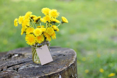 bunch of yellow dandelions with a card for the inscriptions, it is worth in the bank on the old wooden stand / flower bouquet with a retro moodの写真素材