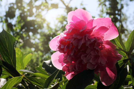 background with lush bush with peonies flowers growing in the garden in the summer after a rain / lush aromatic red flowersの写真素材